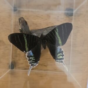 Green Banded Uranial (Leilus) Moth In A Clear Box